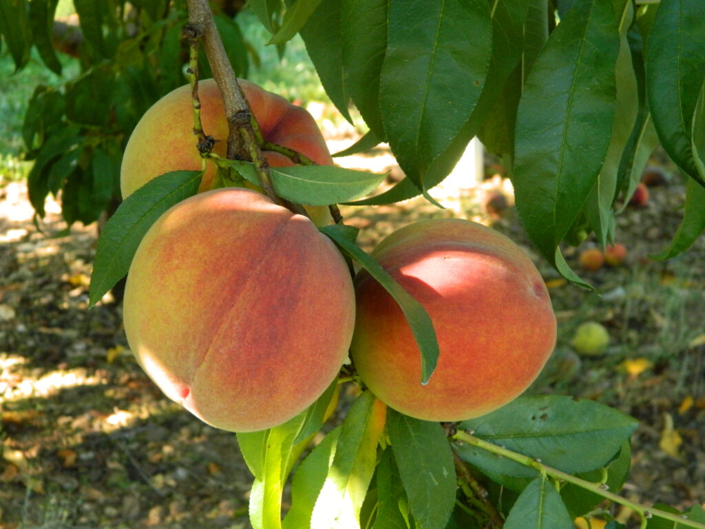 peach cluster